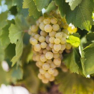 Malvasia