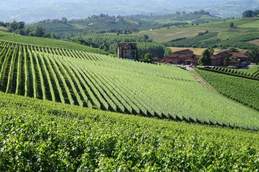 Ristrutturazione e riconversione vigneti 2022-23. Le norme