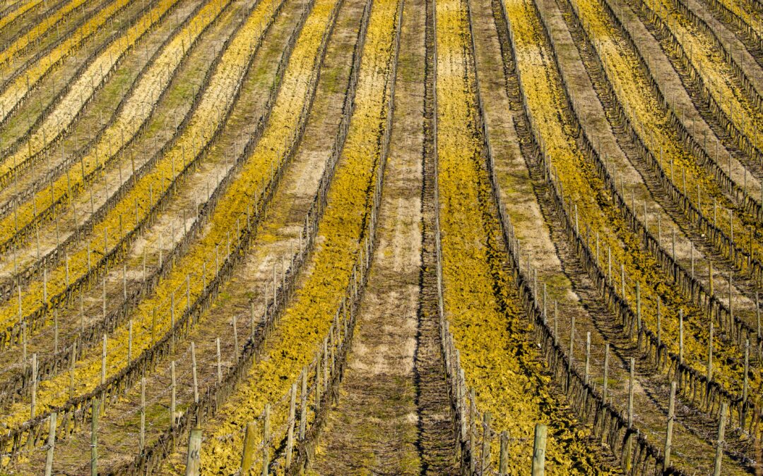 OCM Vino: Riconversione e Ristrutturazione Vigneti