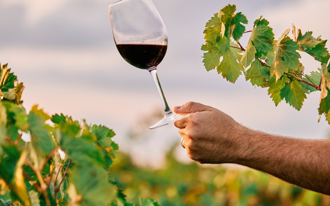 Un nuovo slancio per il settore vitivinicolo: il “Pacchetto Vino” dell’UE