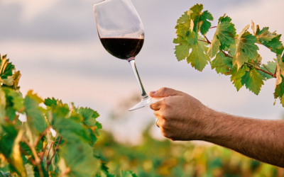 Un nuovo slancio per il settore vitivinicolo: il “Pacchetto Vino” dell’UE